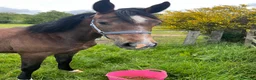 British Warmblood horses for sale: Stunning grey filly Chrysler Key  - Advert 2