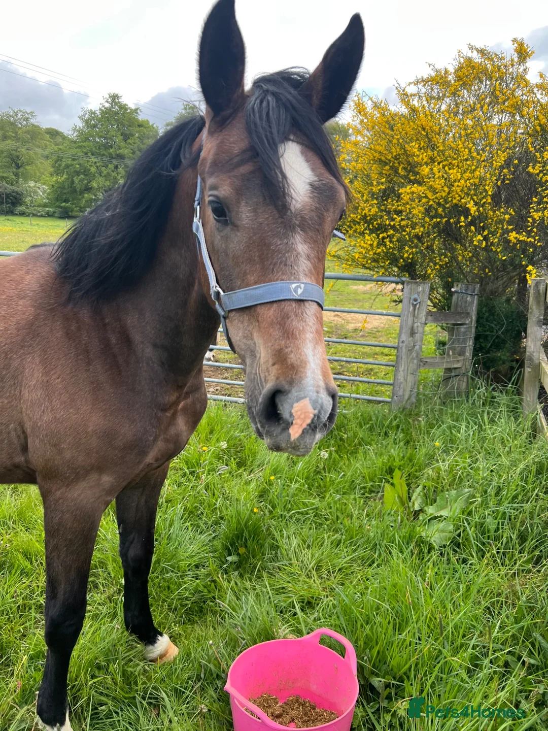 British Warmblood horses for sale: Stunning grey filly Chrysler Key  - Advert 2