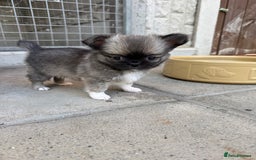 Chihuahua dogs for sale: Adorable semi long coat chihuahua puppies - Image 1