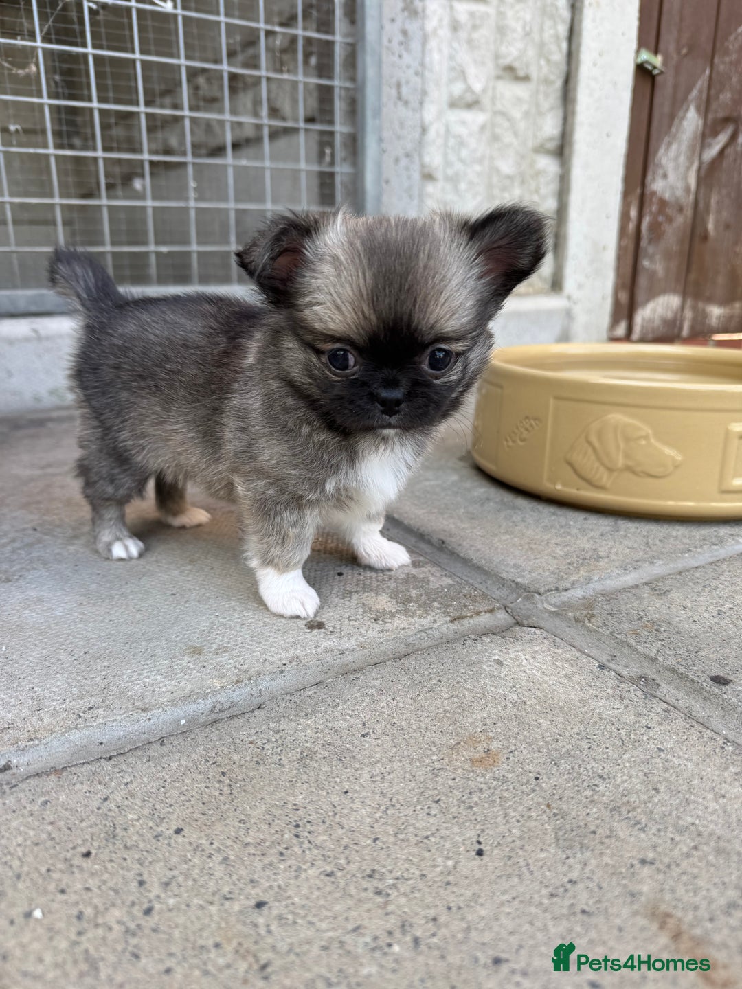 Chihuahua dogs for sale: Adorable semi long coat chihuahua puppies - Image 1