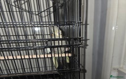Cockatiels birds for sale: Semi Hand Tame Cockatiel With Cage - Image 2