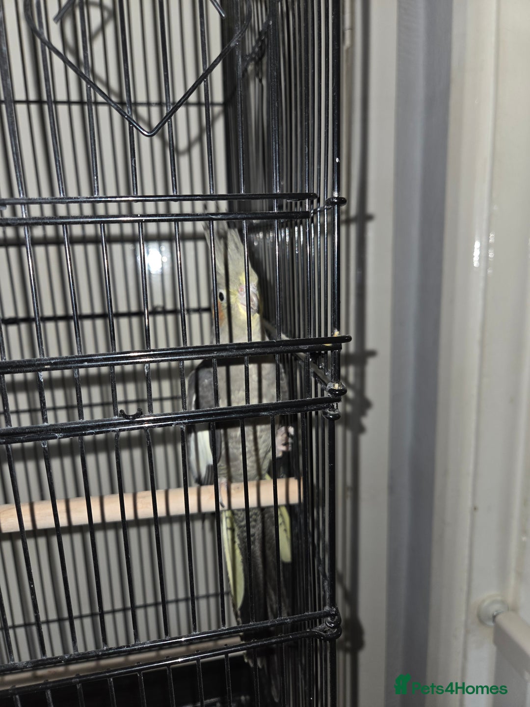 Cockatiels birds for sale: Semi Hand Tame Cockatiel With Cage - Image 2