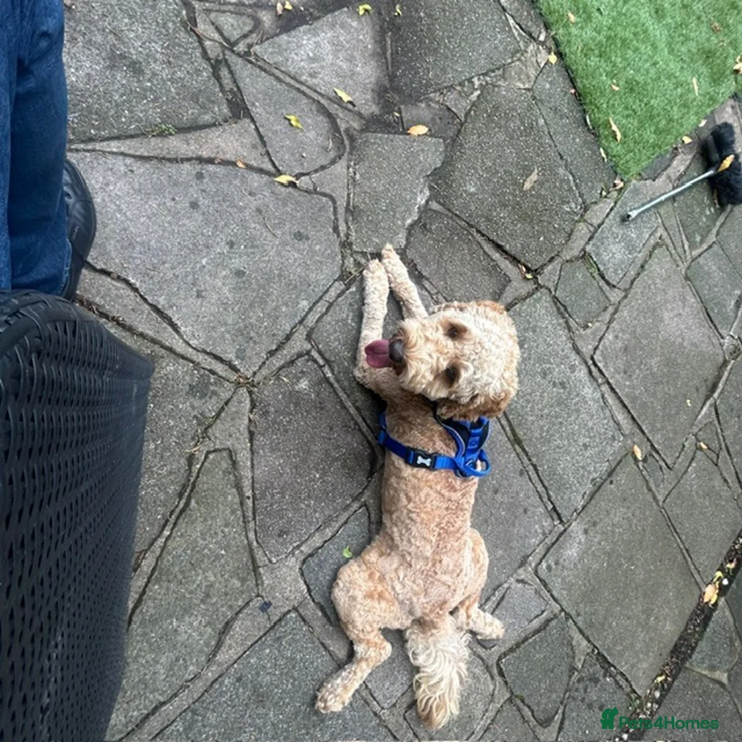 Australian Labradoodle dogs for sale: Australian labradoodle  - Advert 4