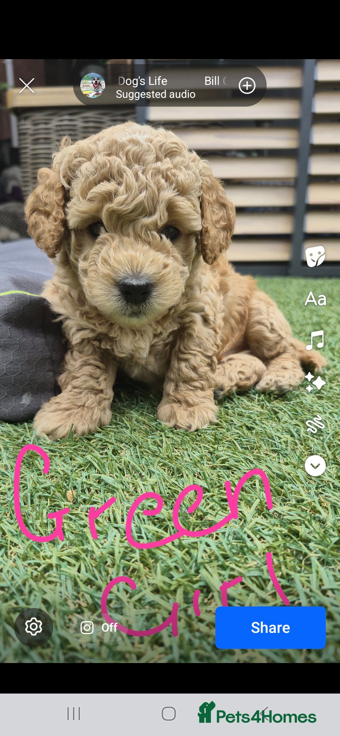 Mixed Breed dogs for sale: ❤️ STUNNING WESTIEPOO PUPS ❤️ - Image 2