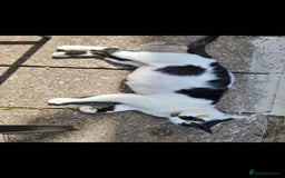 Mixed Breed cats for sale: Beautifull kitten for sale 🩷 - Image 3