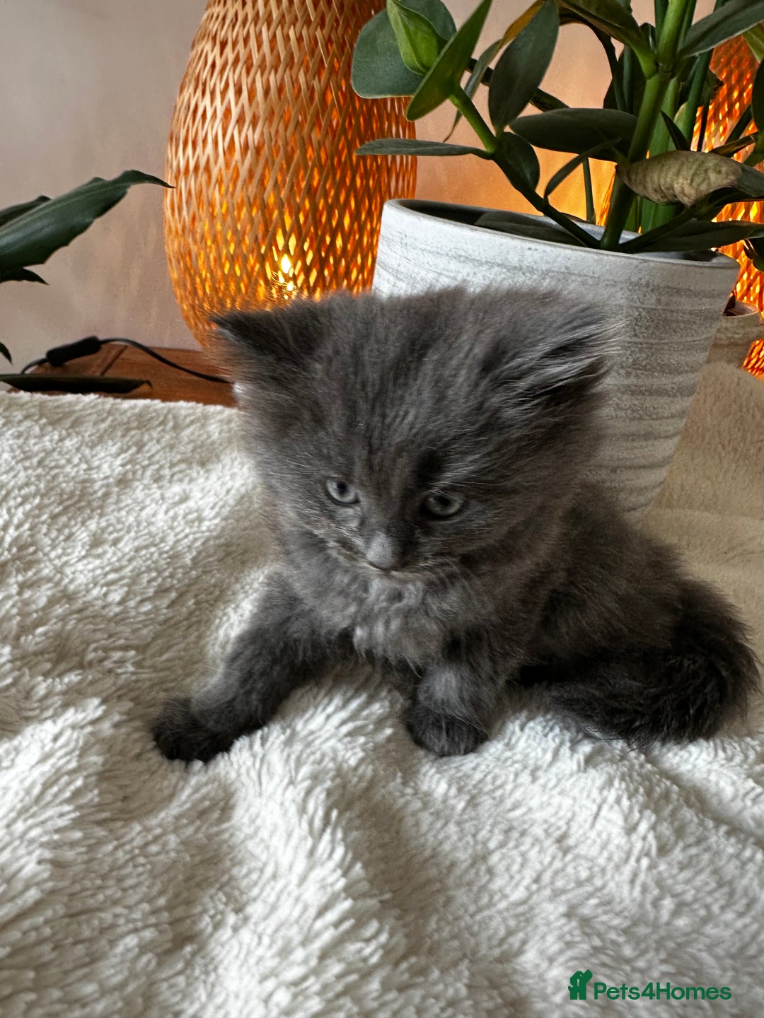 Ragdoll cats for sale: x3 adorable half ragdoll kittens ready to go - Image 7