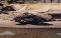 Frug dogs for sale: 6 beautiful frug puppies.  - Image 9