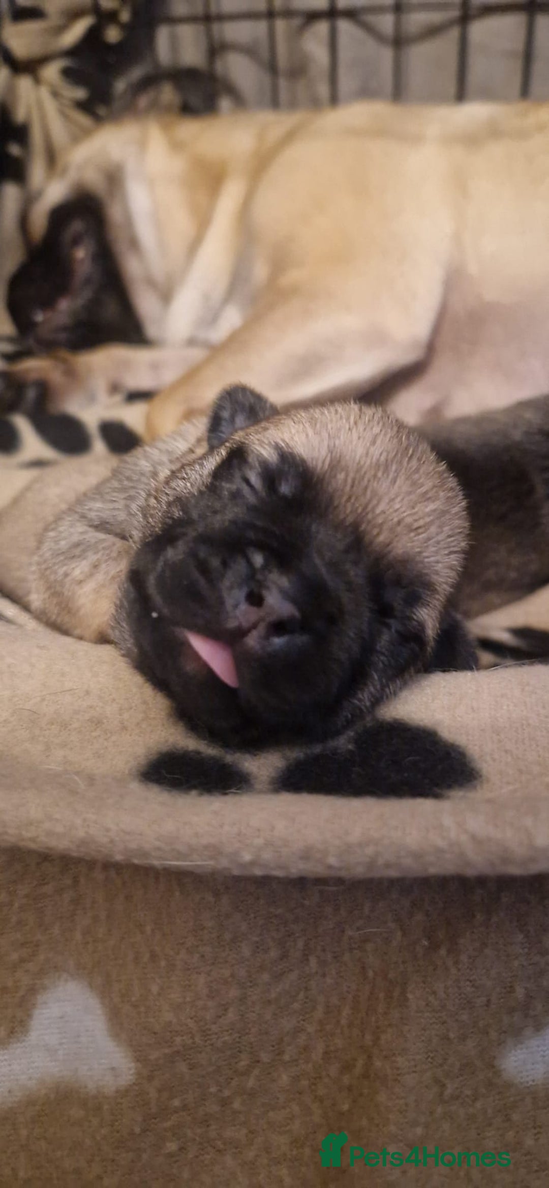 Frug dogs for sale: 6 beautiful frug puppies.  - Image 9