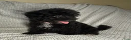Cavapoochon dogs for sale: READY TO LEAVE NOW!! Miniature cavapoochons - Advert 9