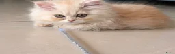 Persian cats for sale: *Last One* “Pebble” Beautiful Pure Persian Kittens - Advert 5