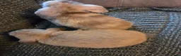 Mini Lop rabbits for sale: 8 week old very tame mini lop boys - Advert 17