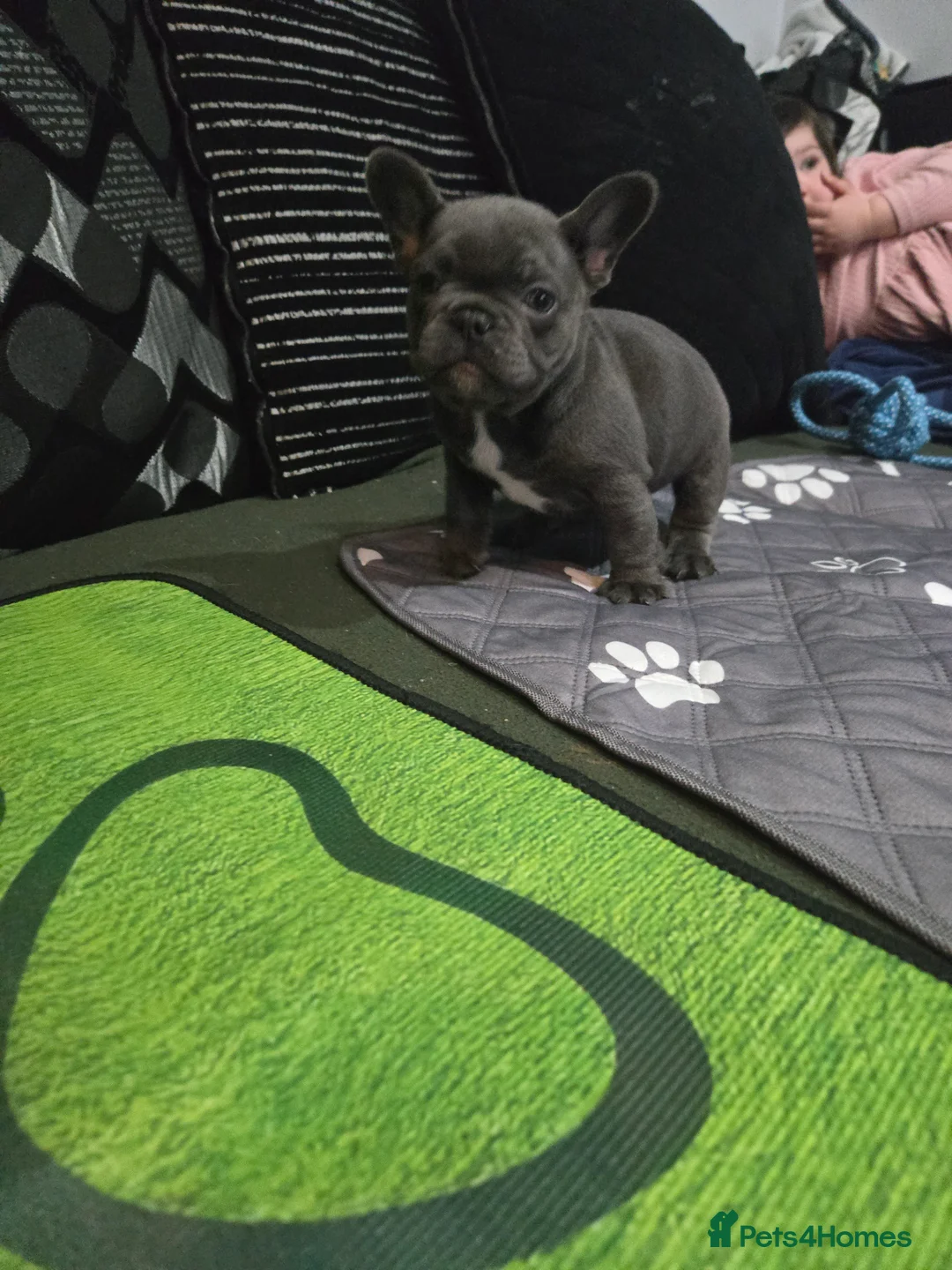 French Bulldog dogs for sale: 2 Frenchie pups ready 1 week - Advert 7