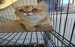 British Shorthair cats for sale: Two very loving friendly BSH sisters  - Advert 7