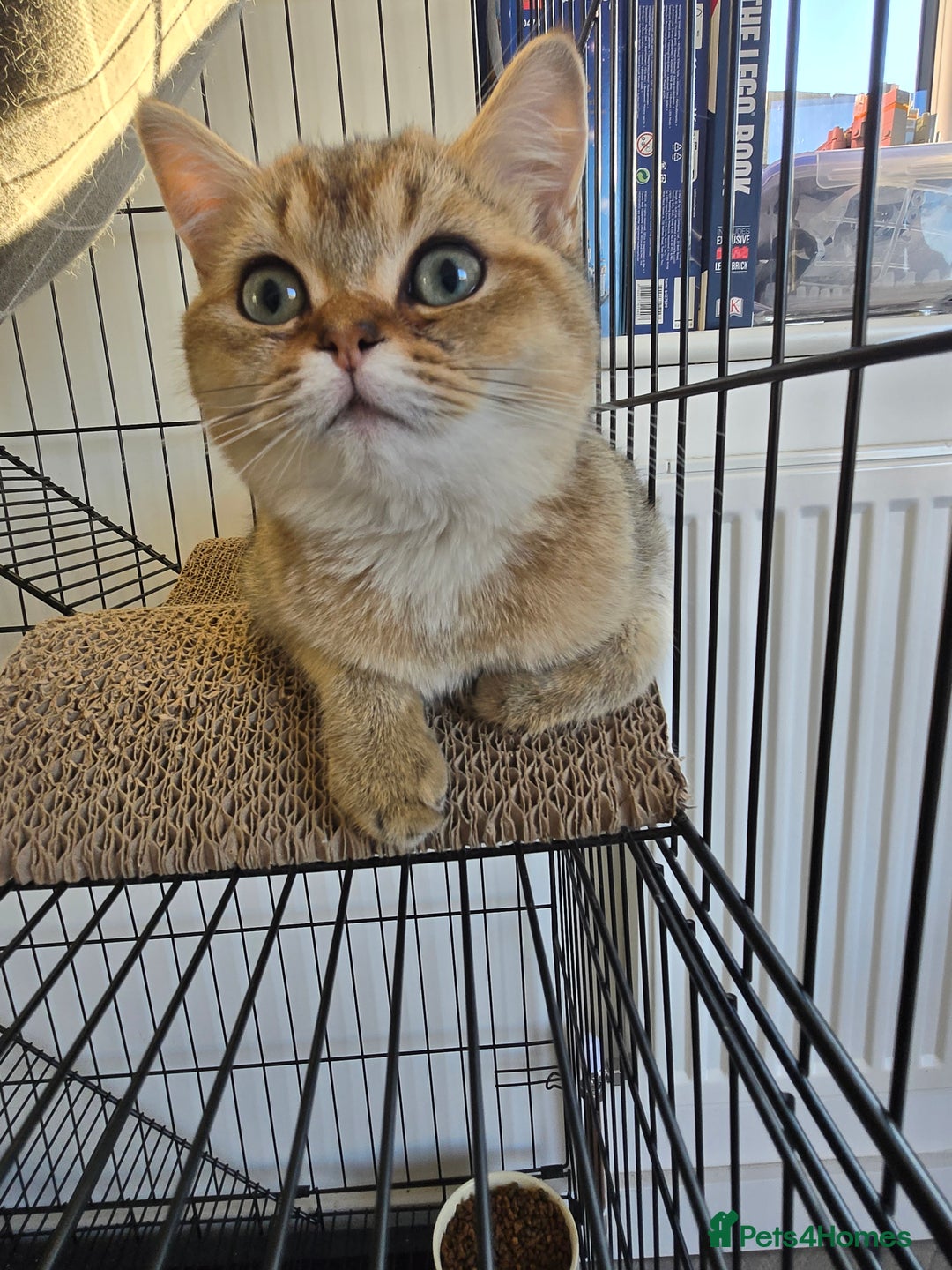 British Shorthair cats for sale: Two very loving friendly BSH sisters  - Advert 7