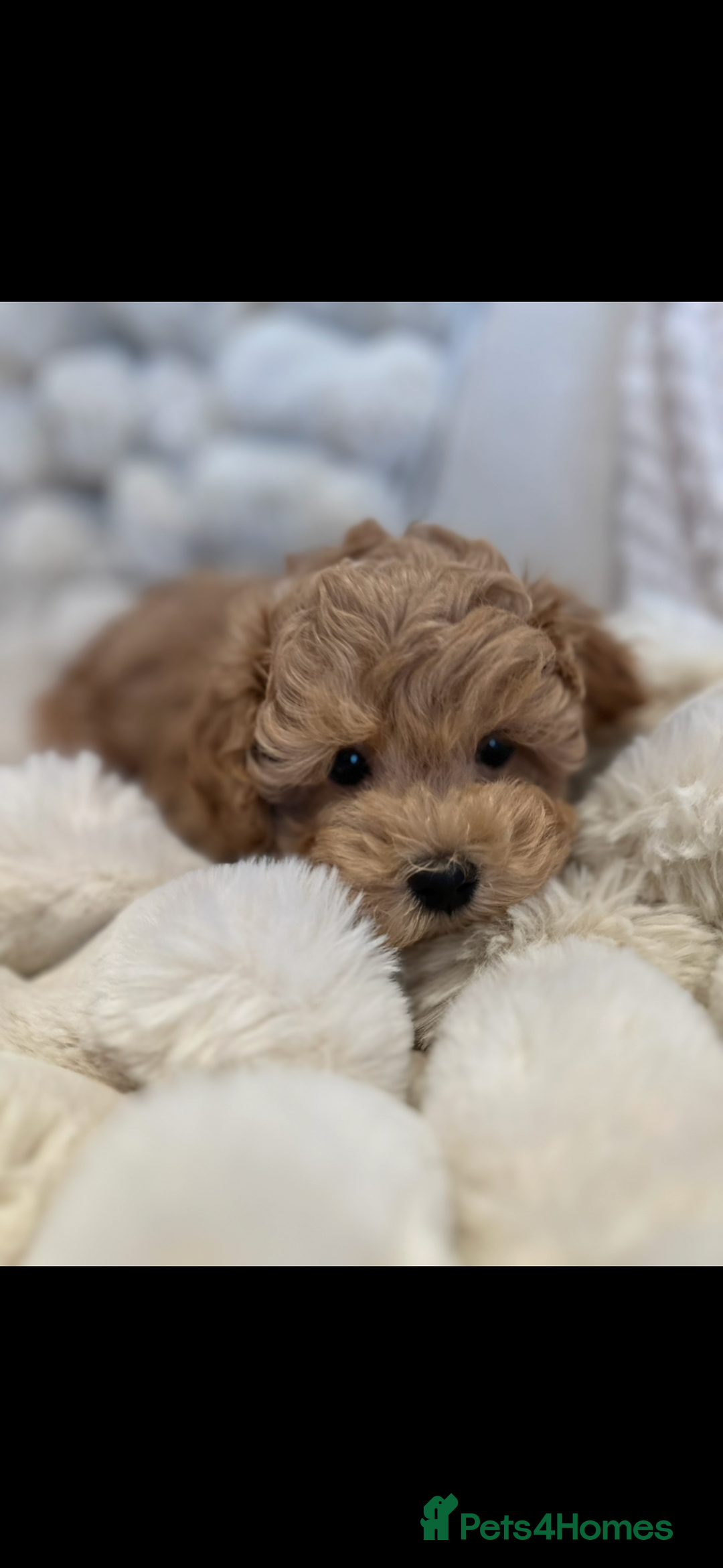 Maltipoo dogs for sale: Gorgeous F1 Maltipoo boy  - Image 3