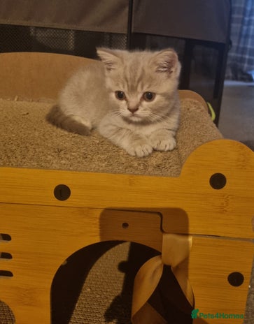 British Shorthair cats - Advert 1