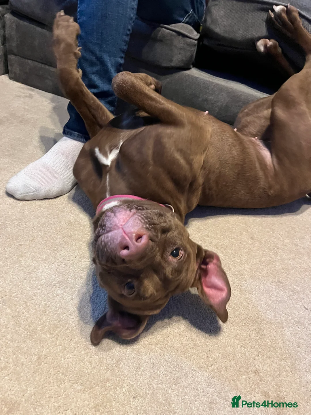 Mixed Breed dogs for sale: Loving Home Wanted for Luna 9 Month Old StaffxLab - Advert 3