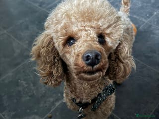 Toy Poodle dogs toy poodle short notice DNA tested clear PRA £125 in Nottingham - Advert 7