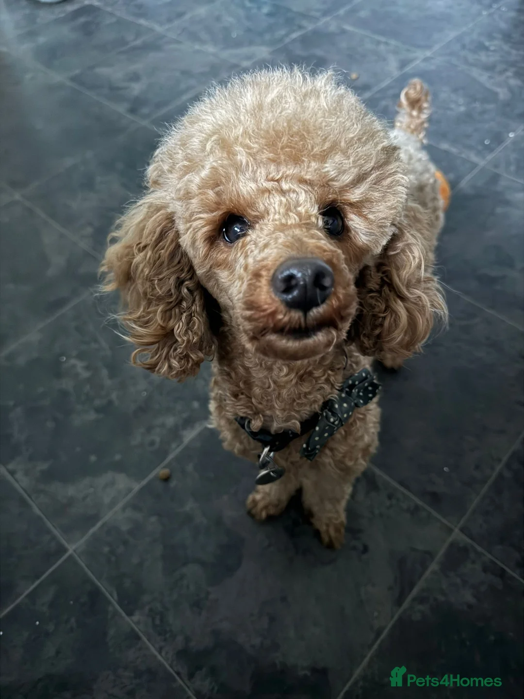 Toy Poodle dogs for stud: toy poodle short notice DNA  tested clear PRA £125 in Nottingham - Advert 1
