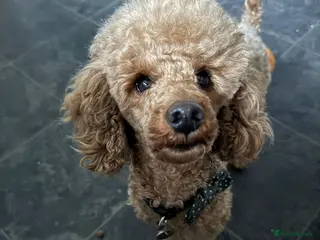 Toy Poodle dogs toy poodle short notice DNA tested clear PRA £125 in Nottingham - Advert 19