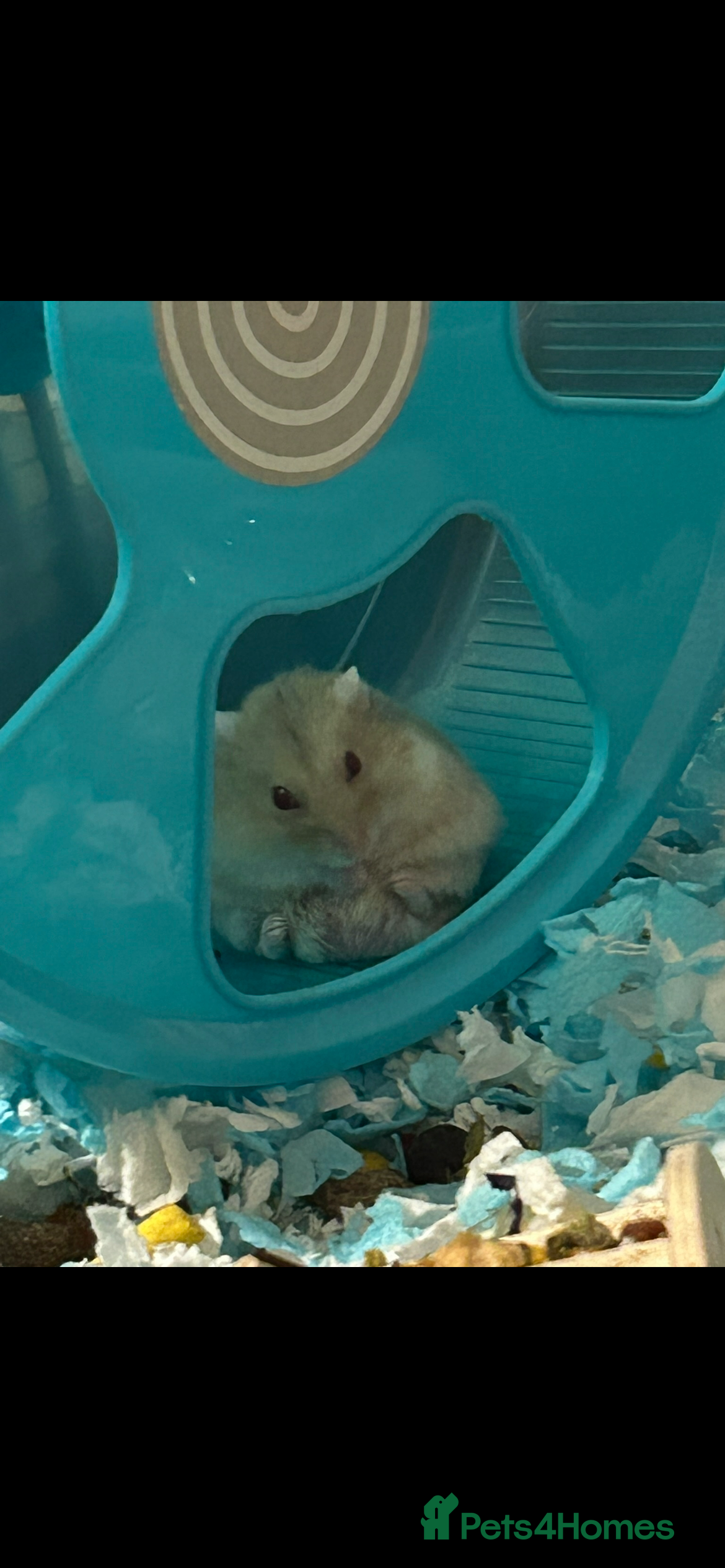 Hamster rodents Hamster EVERYTHING INCLUDED in Peterlee - Advert 8