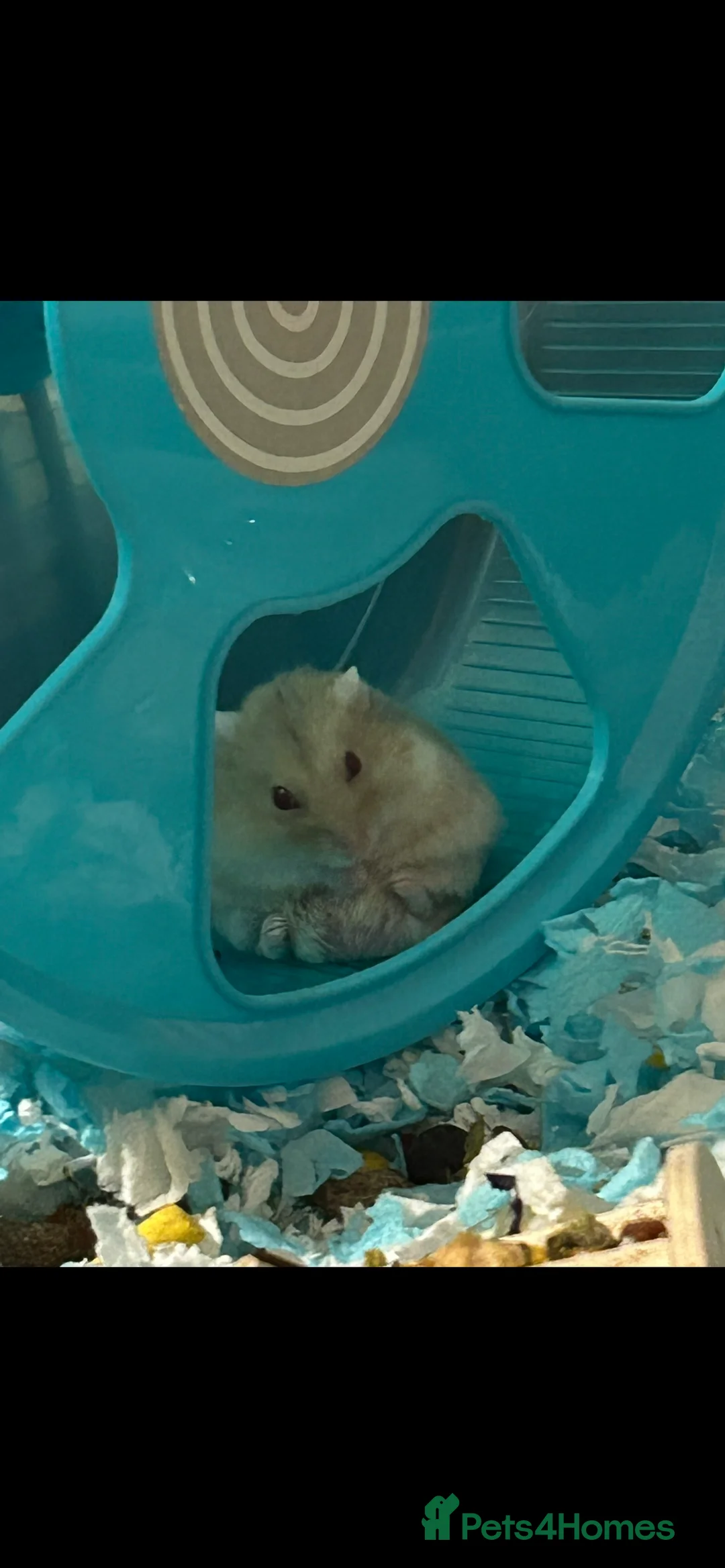 Hamster rodents for sale: Hamster EVERYTHING INCLUDED in Peterlee - Advert 1
