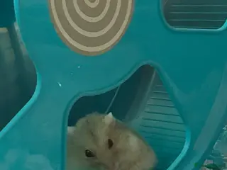 Hamster rodents Hamster EVERYTHING INCLUDED in Peterlee - Advert 8