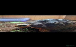 Tortoise reptiles for sale: Red foot Tortoise - Advert 2