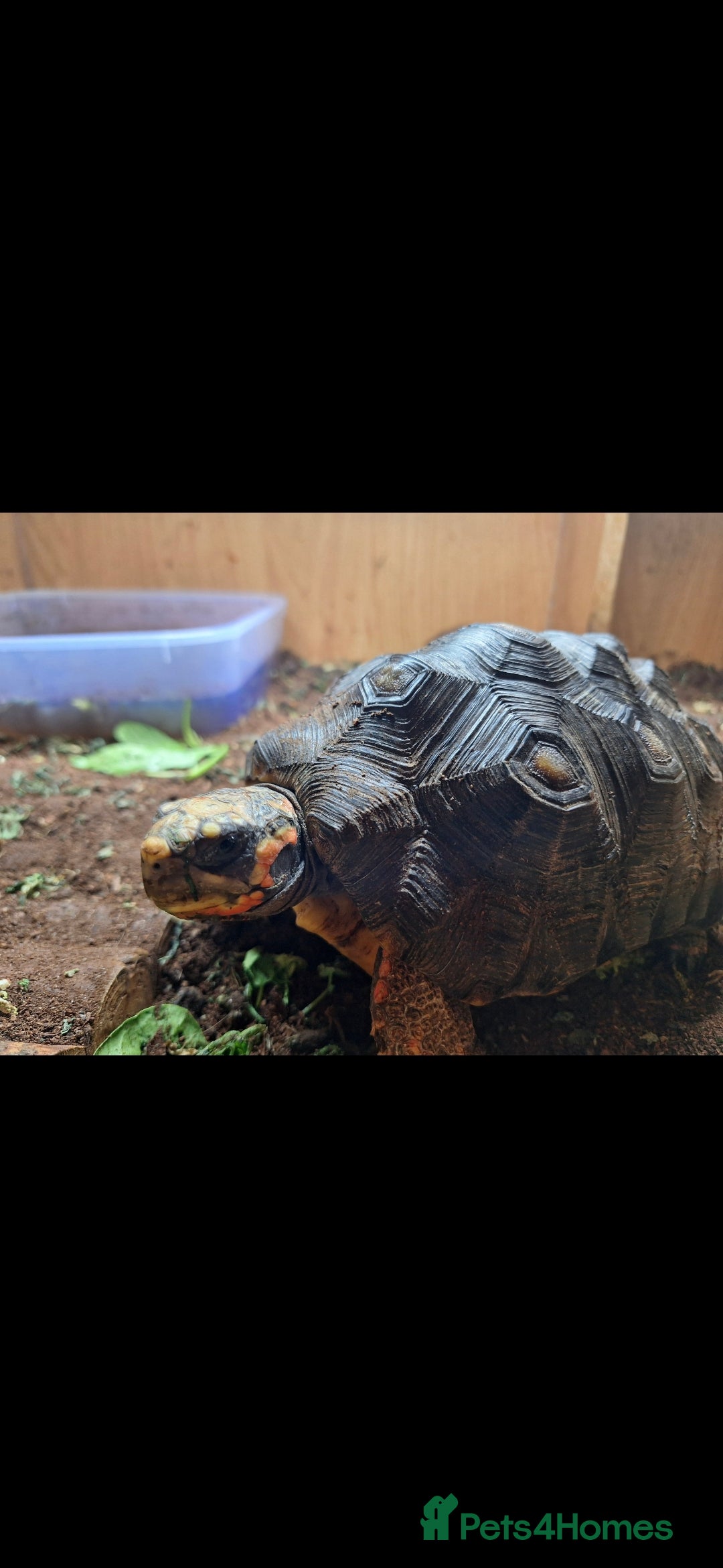 Tortoise reptiles for sale: Red foot Tortoise - Advert 2
