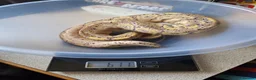 Python Snake reptiles for sale: Royal Python collection in Blackburn - Advert 6