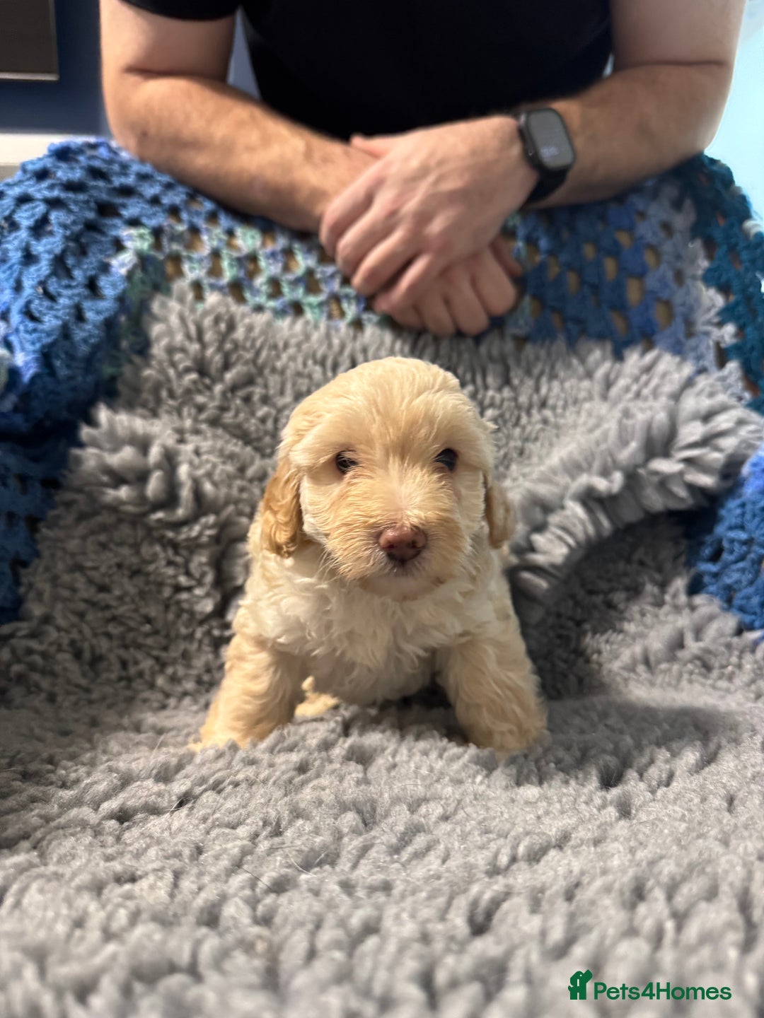 Cockapoo dogs for sale: Gorgeous F1B Cockapoo Puppies hypoallergenic  - Advert 1
