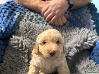 Cockapoo dogs Gorgeous F1B Cockapoo Puppies hypoallergenic - Advert 2