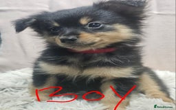 Pomchi dogs for sale: Pomchi puppies  - Advert 5