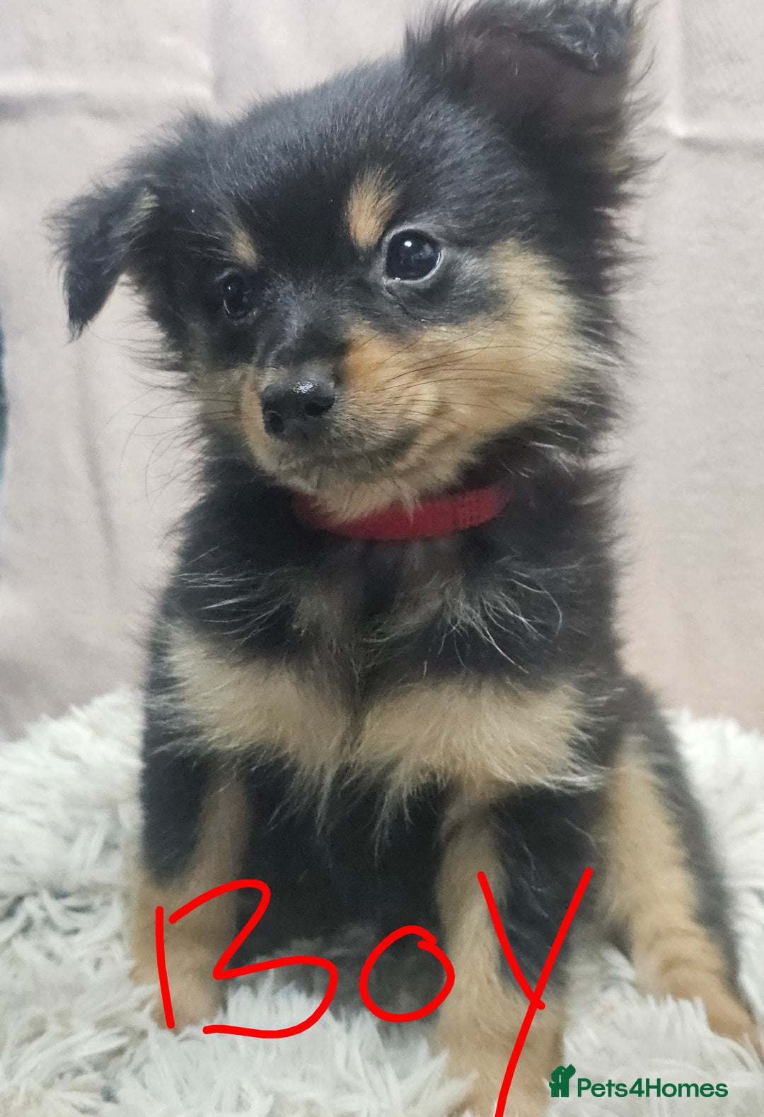 Pomchi dogs for sale: Pomchi puppies  - Advert 5