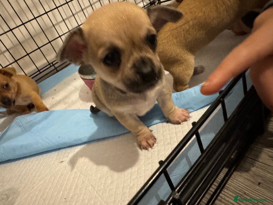 Chihuahua dogs for sale: Chihuahua pups - Image 4