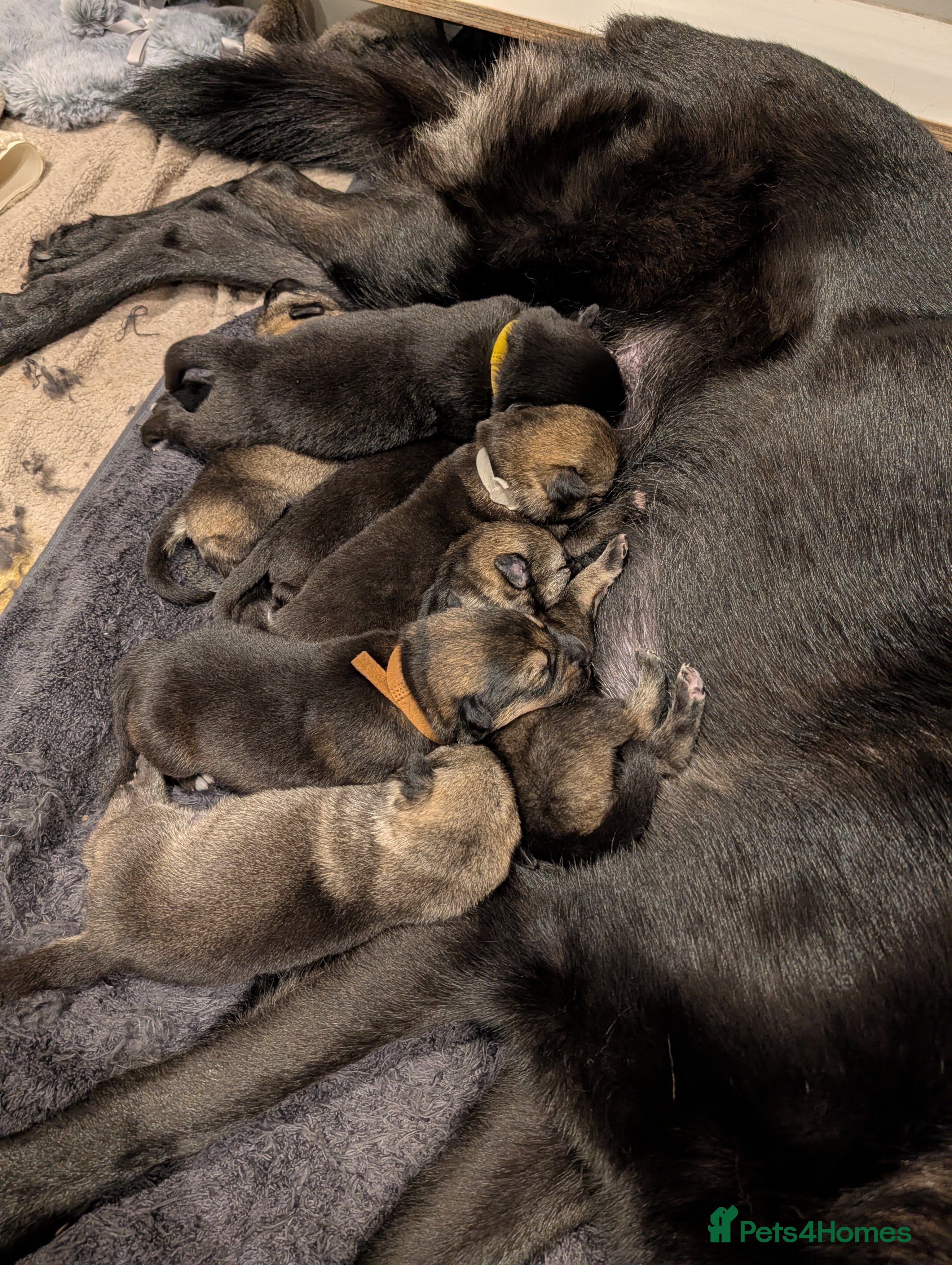 Mixed Breed dogs Akita x German shepherd chunky puppies - Advert 2