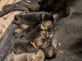 Mixed Breed dogs Akita x German shepherd chunky puppies - Advert 2