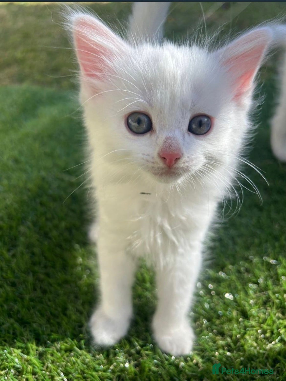 Mixed Breed cats for sale: Beautiful white fluffy female kitten! 🐱  - Advert 2