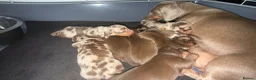 Miniature Dachshund dogs for sale: Beautiful mini dachshund  in Tilbury - Advert 3