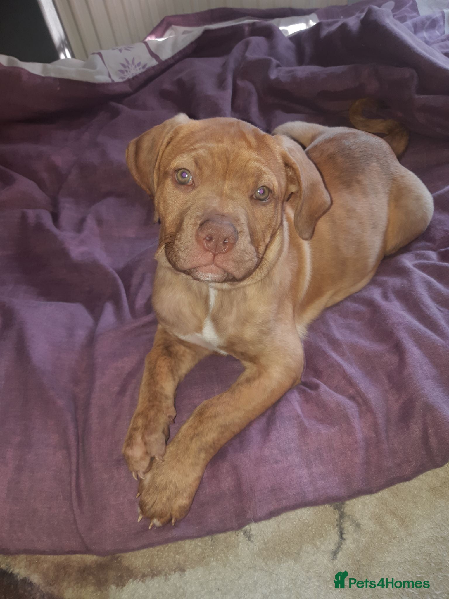 Mixed Breed dogs he is a sweet little puppy is wery lov  - Advert 1
