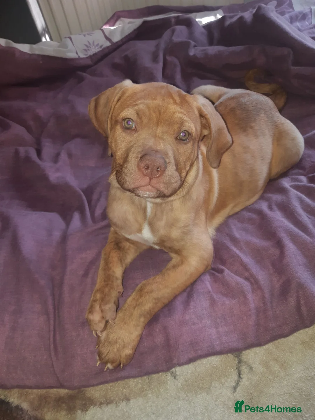 Mixed Breed dogs for stud: he is a sweet little puppy is wery lov  - Advert 1
