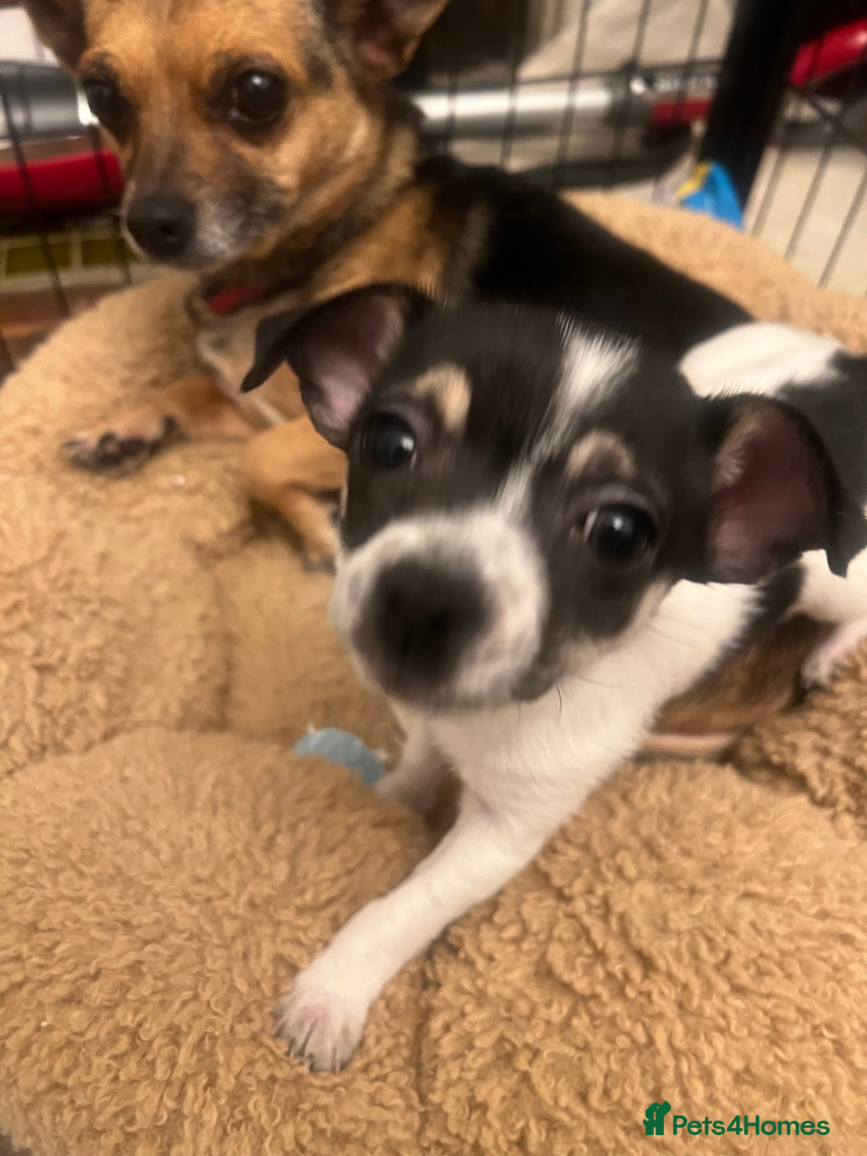 Jack Chi dogs Two beautiful jack-chi pups - Advert 18