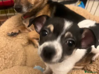 Jack Chi dogs Two beautiful jack-chi pups - Advert 18