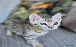 Bengal cats for sale: TICA Champion Bengal Kittens  - Image 13