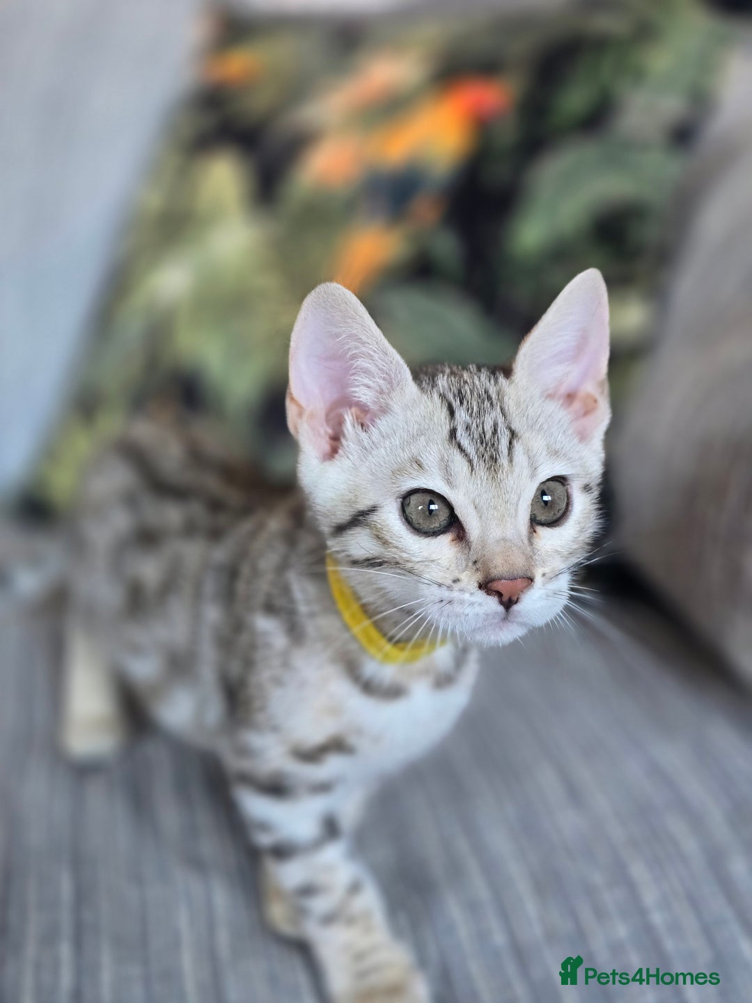 Bengal cats for sale: TICA Champion Bengal Kittens  - Image 13