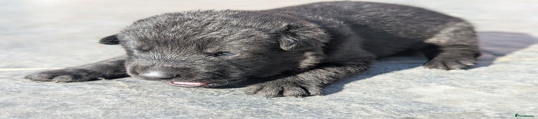 Maximus