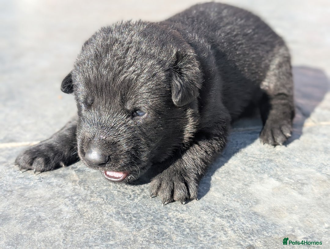 German Shepherd dogs for sale: Gorgeous Black German Shepherd Puppies. - Image 36