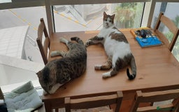 Mixed Breed cats for adoption: [Indoors only] Tom, Bryan, Ezzie: cuddliest boys - Image 7