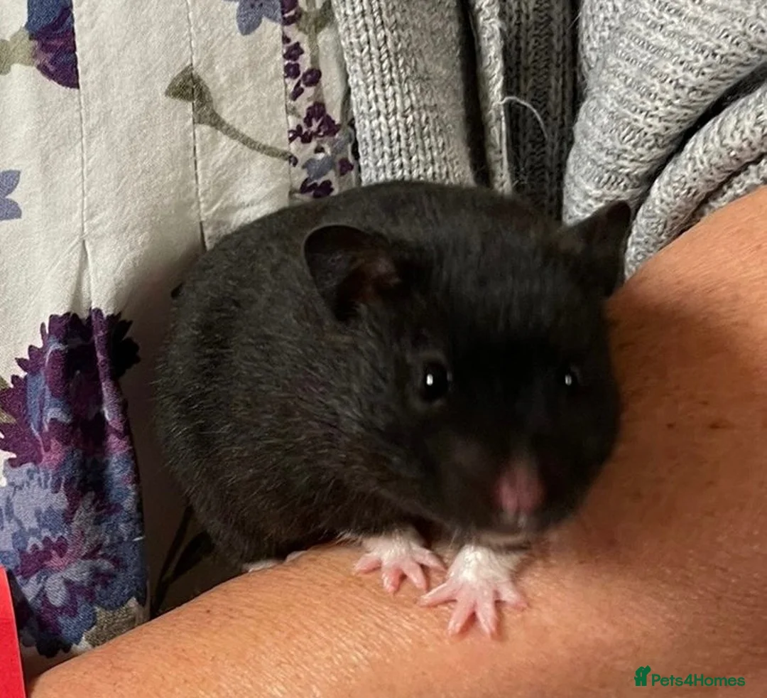 Hamster rodents for sale: Beautiful friendly baby Syrian hamsters  - Advert 1