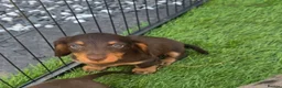 Miniature Dachshund dogs for sale: KC registered miniature dachshund - Advert 2